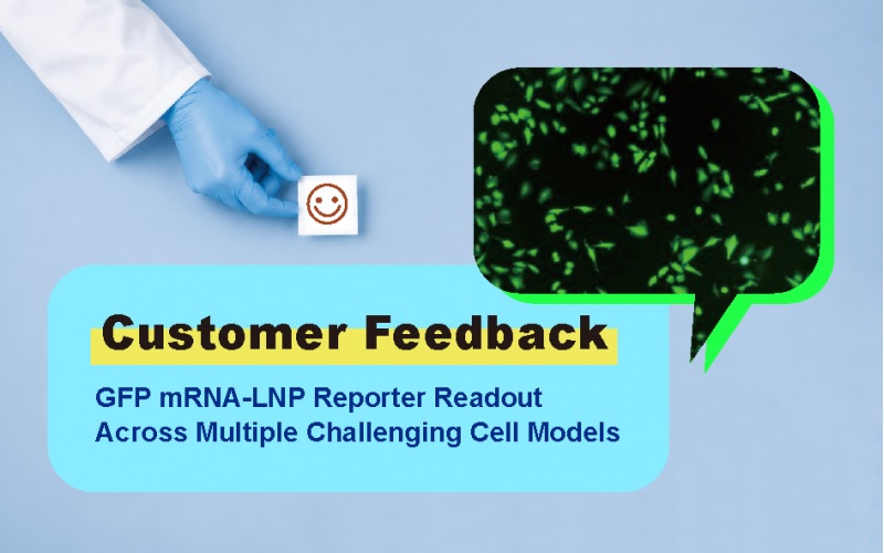 Customer Feedback-GFP mRNA-LNP Reporter Expression in Cancer Cell Models